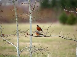 American Robin Stock Footage