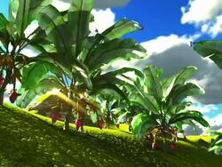 Banana plants Stock Footage