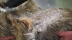 Domestic Cat Grooming Stock Footage