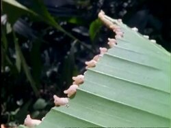 Caterpillar, WA line of pinkish caterpillars eating edge of leaf away, pans left to right, Panama Stock Footage