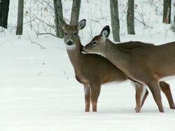 MS ZO Two white tailed deers near trees during winter / Madoc, Ontario, Canada Stock Footage