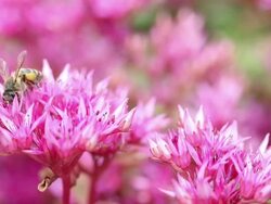 Bee On A Flower. Stock Footage