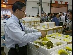 THAILAND: CARGO OF COBRA SNAKES INTERCEPTED Instructional Video