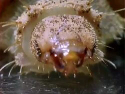 Singing Caterpillar, BCU caterpillar singing (see story).  Panama. Stock Footage