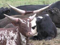 Cattle 3 - HD 1080/30f Stock Footage