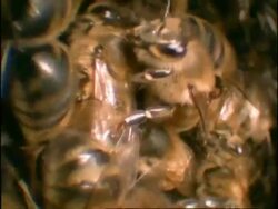 CU Track through Honey Bee (Apis mellifera) Colony, England Stock Footage