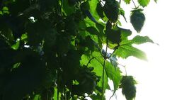 PAN Hop Flowers In The Sunlight (4K/UHD to HD) Stock Footage