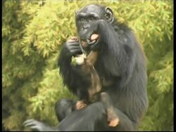 Chimpanzees, Pan troglodyte, mother holding wriggling baby son, CU, Israel Stock Footage