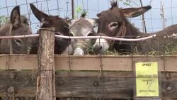 VOICED : La leche de burra gana adeptos en Montenegro News Clip