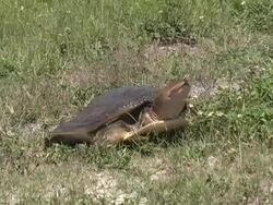 Turtle Laying Eggs Stock Footage