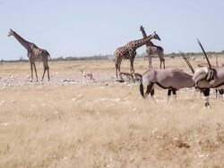 WS Wild Animals By The Waterhole Stock Footage