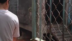 Vietnam harshly criticised for failing to stem illegal wildlife trade Instructional Video