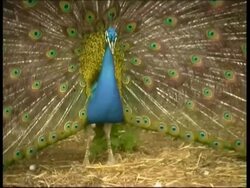 Peacock, courtship display, shakes with fanned out feathers, MS, Israel Stock Footage