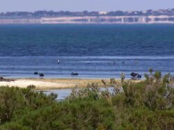 WS View of Marsh and pelican / Werribee, Victoria, Australia Stock Footage