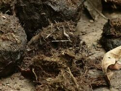 Elephant defecating Stock Footage