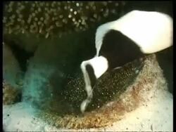 CU Panda Clownfish, cooling eggs, zooms in and out, Mabul, Borneo, Malaysia Stock Footage