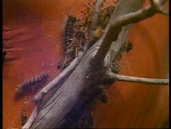 Ukraine - Silkworm Plague News Clip