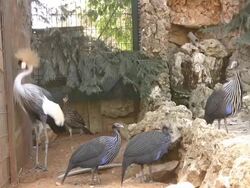 Peacock Stock Footage