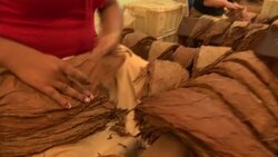 A woman assembles a cigar for Partagas cigar factory in Cuba. Stock Footage