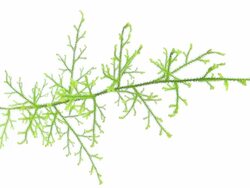 Lycopodium Clavatum Stock Footage