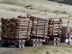 WS PAN ZI View of logging truck moving through grassland / Williams Lake, British Columbia, Canada Stock Footage