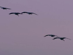 Small group of European Cranes (Grus grus) in flight against dawn sky, then come in to land, Dehesa, Extremadura, Spain Stock Footage