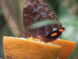 Butterflies on oranges Stock Footage