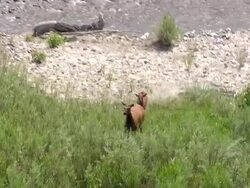 MS AERIAL TS Shot of Elk running near wind river / Wyoming, United States Stock Footage