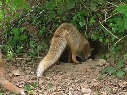 MS Shot of Red Fox (Vulpes vulpes) mother with kill Rabbit to feed cubs / Calvados, Normandy, France Stock Footage