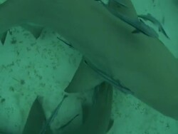 Wide Shot hand-held - Bull sharks swimming with smaller fish on the ocean floor / Bahamas Stock Footage