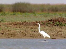 WS Bird on riverbank / Boulia, Queensland, Australia Stock Footage