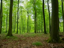 CRANE UP: Green Forest Stock Footage