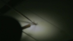 Kenya Malaria Day - a possible vaccine that poisons the anopheles mosquito News Clip