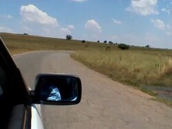 Driving in safari Stock Footage