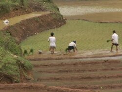 MS, Vietnam, Sapa, Farmers harvesting crops in terraced fields, rear view Stock Footage