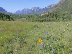 Hiking in Waterton Glacier Park Stock Footage