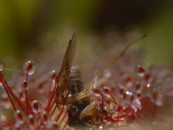 Small fly on Sundew (Drosera capensis) side on Stock Footage