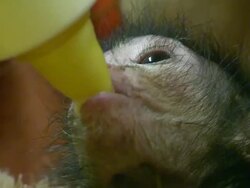 CU Baby Spider Monkey / Touroparc, Romaneche-Thorins, France Stock Footage