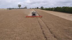 Combine Harvesting Rapeseed, Aerial View Stock Footage