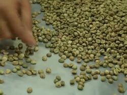 Workers are selected coffee beans. Stock Footage