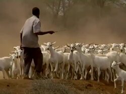 Man leading herd of goats Stock Footage