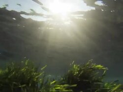 Posidonia moving with tides, underwater Stock Footage