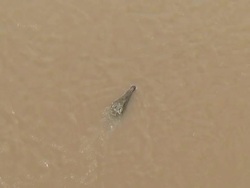 Crocodile inmersion Stock Footage