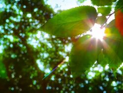 Sun and leaf. Stock Footage