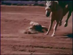 Montage: a day at the rodeo Stock Footage