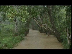 MS swollen brown river with tree-lined banks, Nagarahole Stock Footage