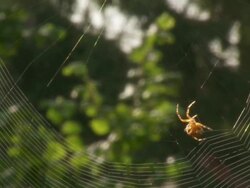MS Shot of Spider weaving Spider web / Brussels, Brussels Capital Region, Belgium Stock Footage