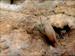 Land Snail (Iberus gualtieranus), Andalusia, Southern Spain Stock Footage