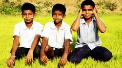 Three Wise Monkeys Stock Footage