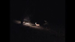 Wildlife and tourists at the Sabi Sand game reserve News Clip
